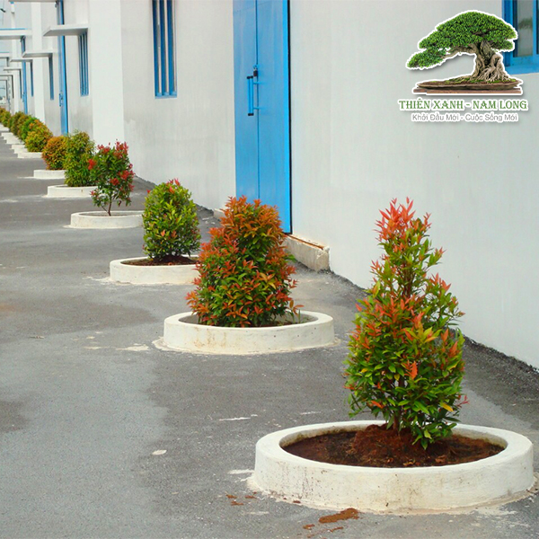 Cung cấp cây xanh